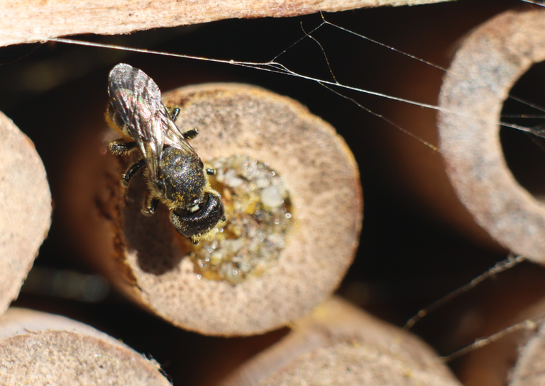 Carpenter bees in my insect hotel
