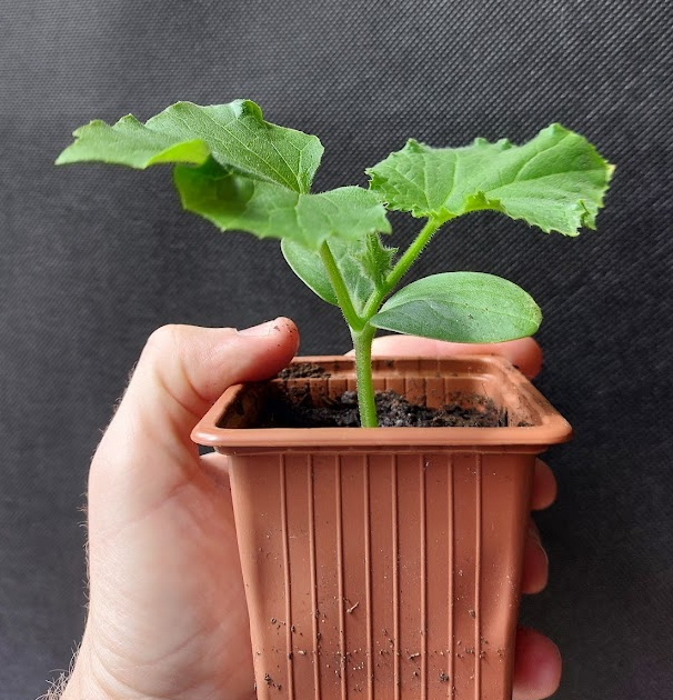Are we going to get a big harvest this year? (Hivegarden update)