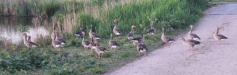geese2.png