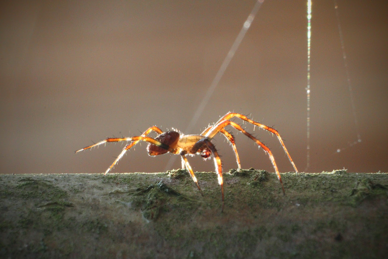 🕷🕷 Spiders, spiders and even more spiders 🕷🕷