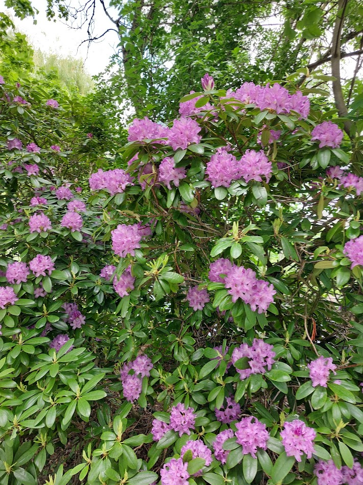 rododendron1.png