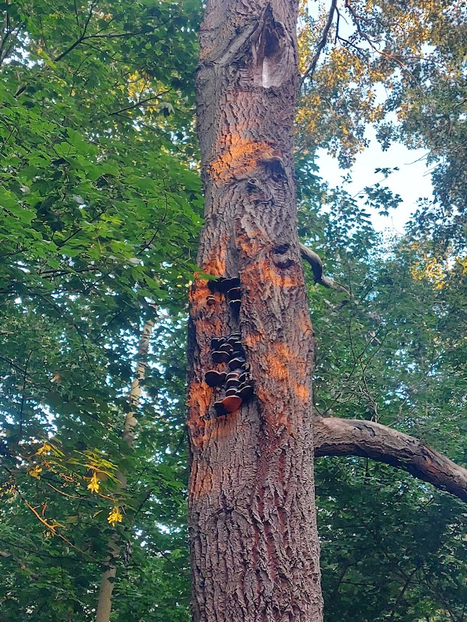 fungi.png