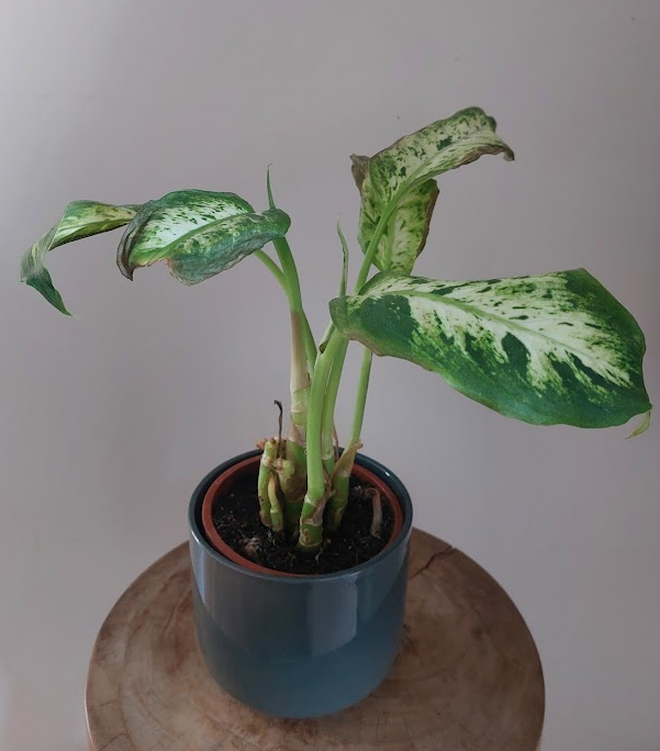 dieffenbachia.png