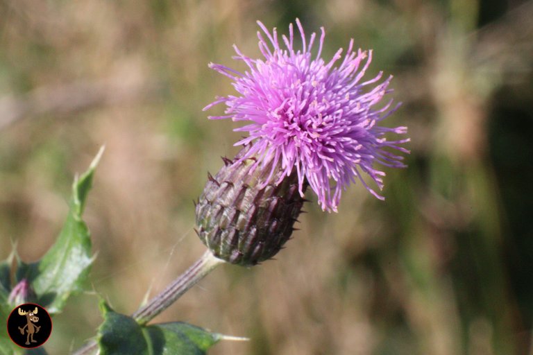 thistle.jpg