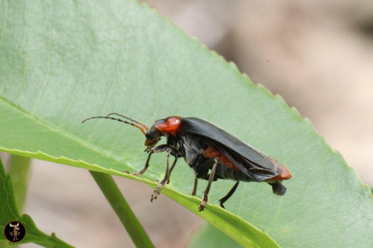 Beautiful Insects around the campsite 