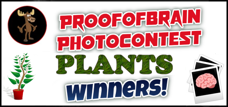 POBphotocontest Winners: PLANTS