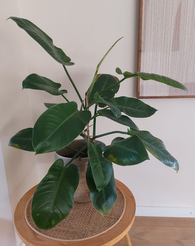 philodendron.png