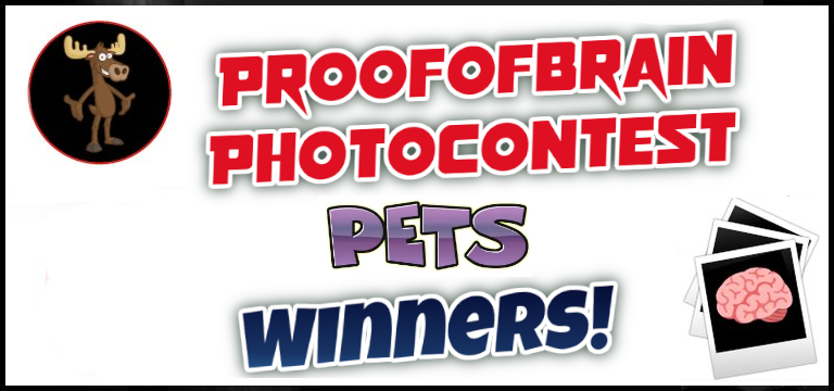 POBphotocontest Winners: PETS