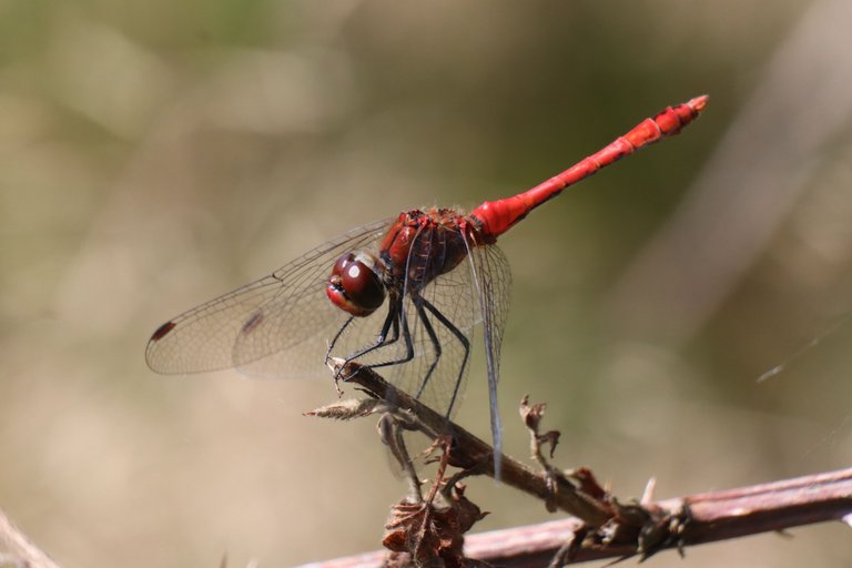 dragonfly.jpg