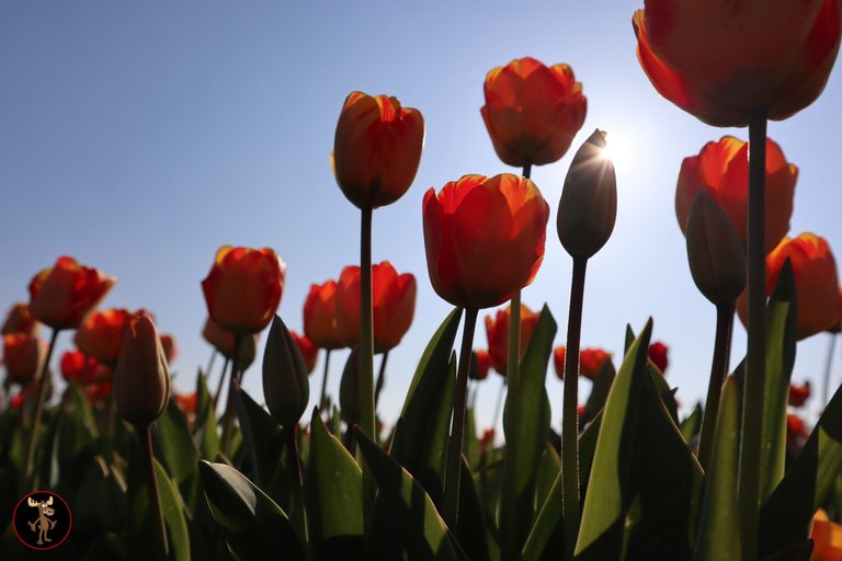 Tulip fields in bloom