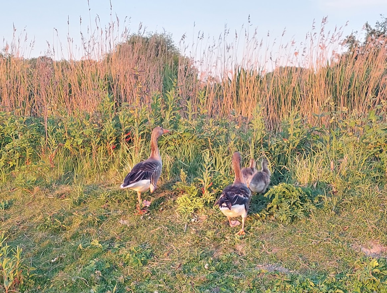 geese.png