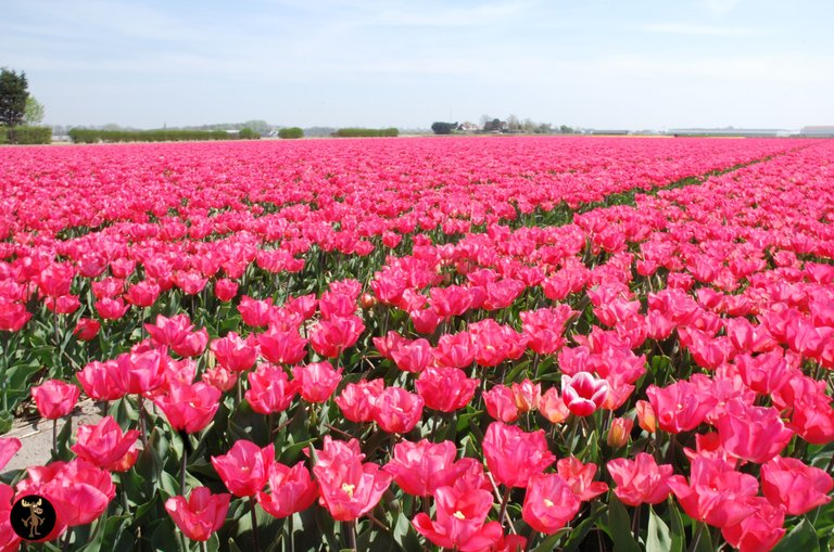 tulips.jpg