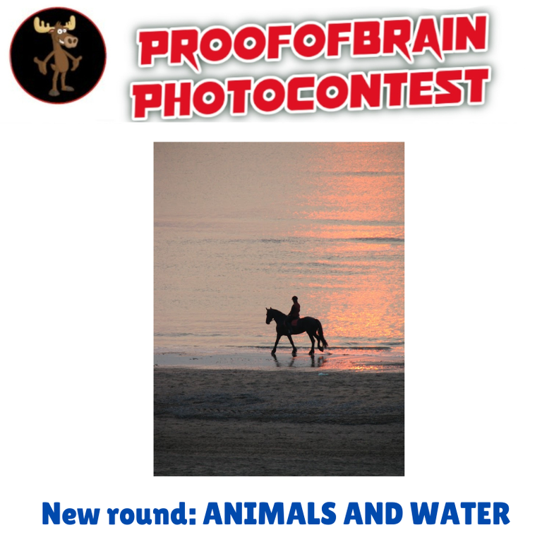 POBphotocontest New Round: ANIMALS AND WATER