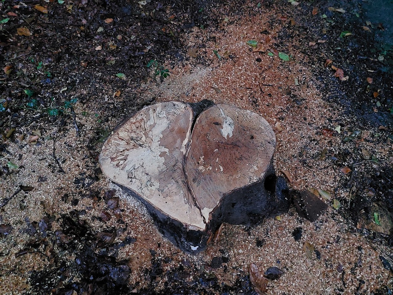 heart.png