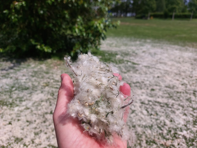 pluis2.png