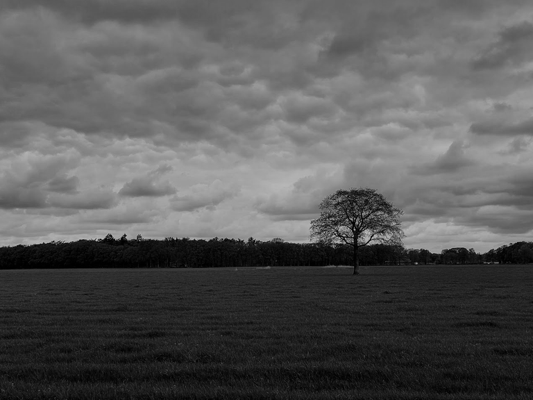 Capturing shades of green (and gray)