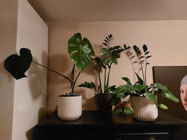 Indoor Plants Hivegarden Garden Update: The Good, the bad and the ugly! 