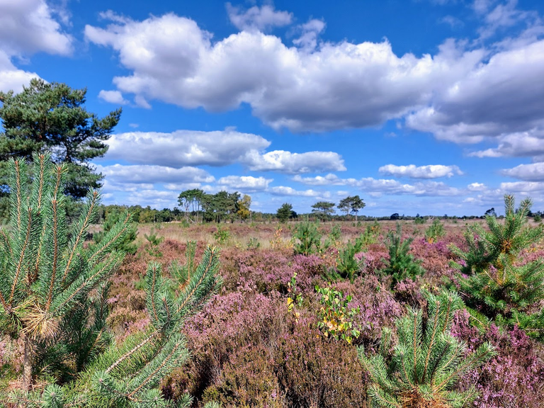 Walking the Kalmthoutse Heide in Purple Bloom
