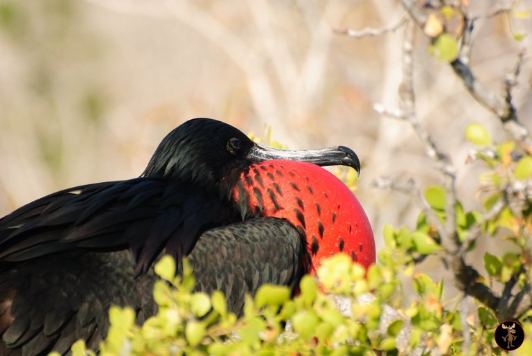 frigatebird2.jpg