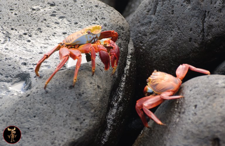 crabfight.jpg