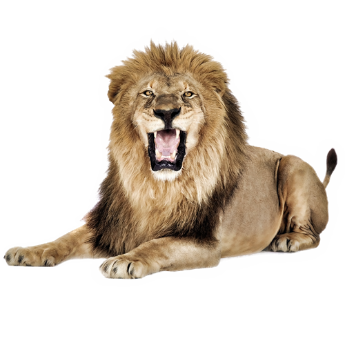 lion-n7p.png