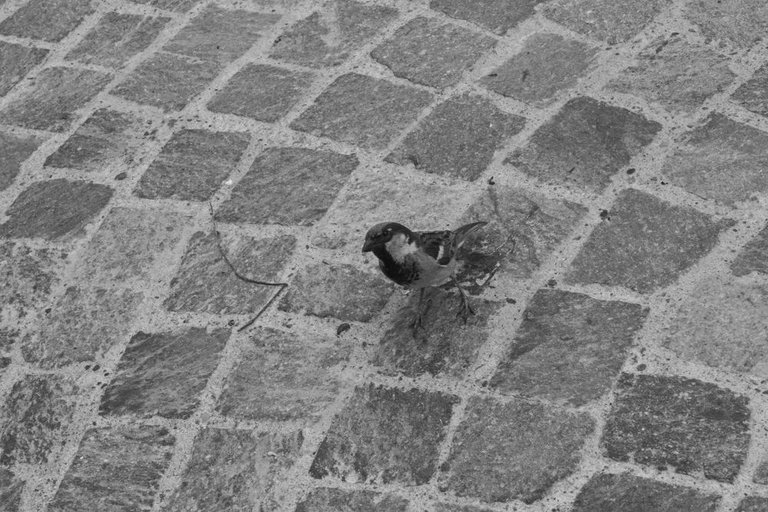 _MG_0687.jpg