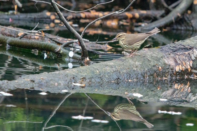 waterthrush.jpg