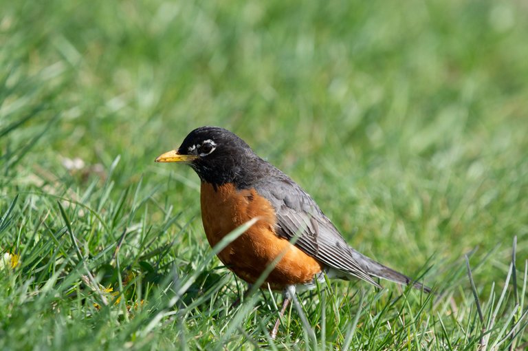 americanrobin2.jpg