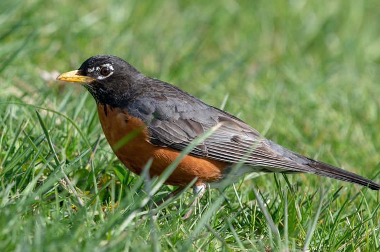 americanrobin3.jpg