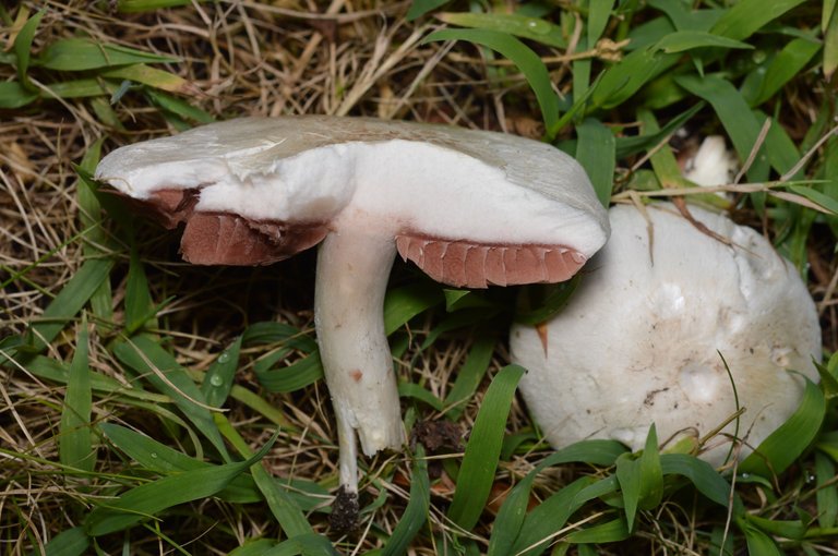 fieldshroom3.jpg