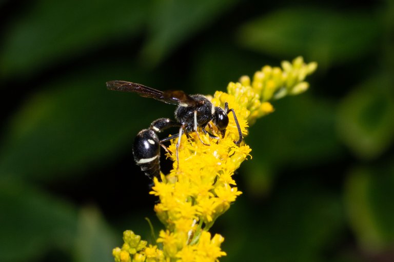 Fraternal Potter Wasp Eumenes fraternus.jpg