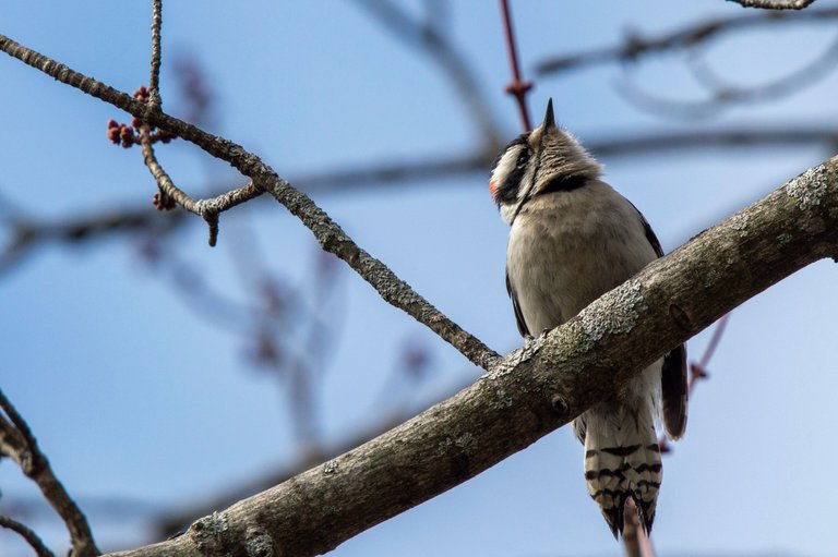 Downy_woodpecker.jpg