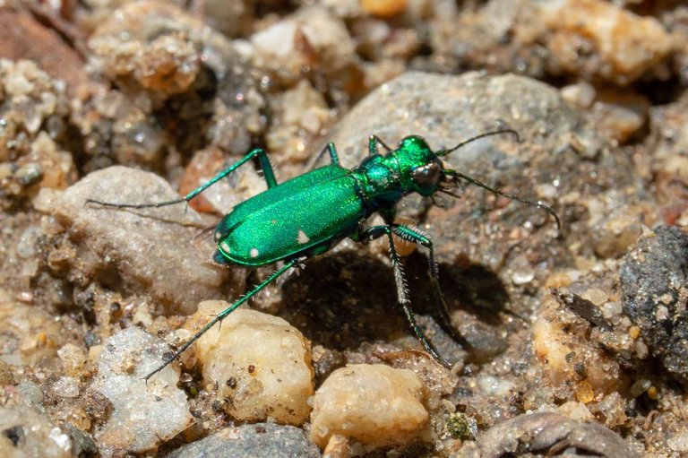 cicindela_sexguttata.jpg