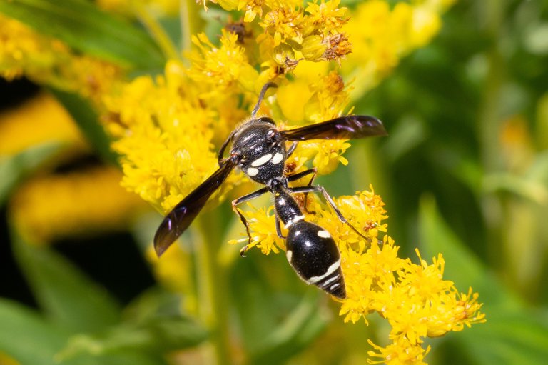 Fraternal Potter Wasp2.jpg