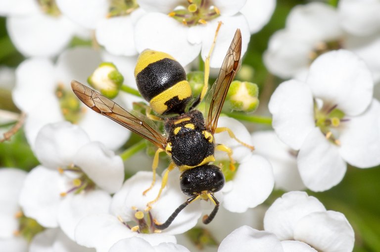 European Tube Wasp (Ancistrocerus gazella).jpg