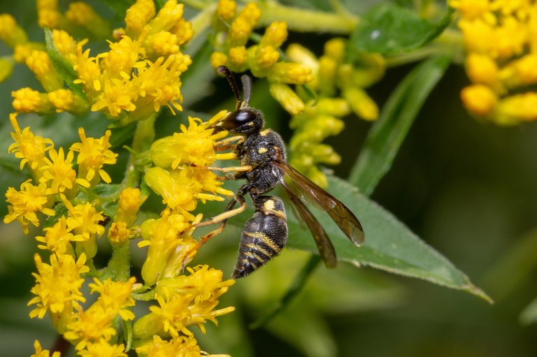 Euodynerus foraminatus (tentative).jpg