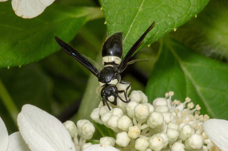 Four-toothed Mason Wasp (Monobia quadridens).jpg