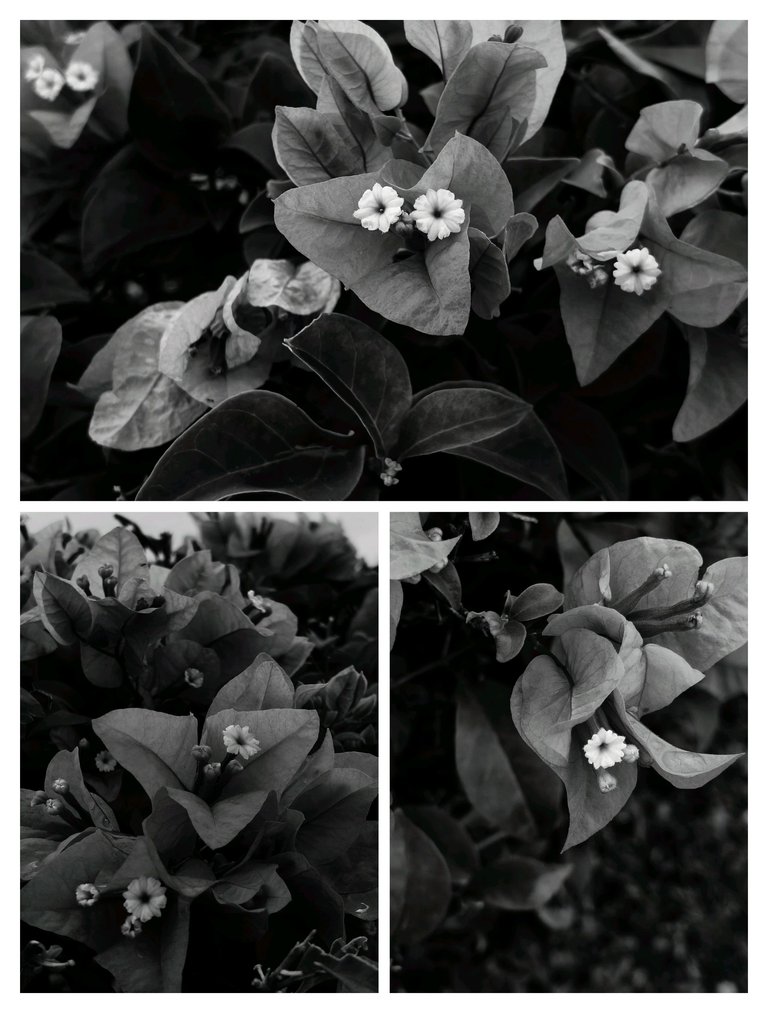 1000052501.jpg