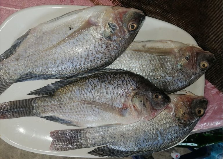 tilapia.jpg