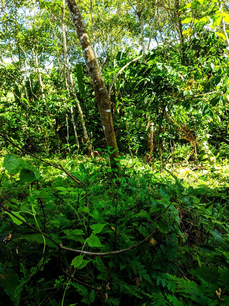 Let wildlife live in its habitat