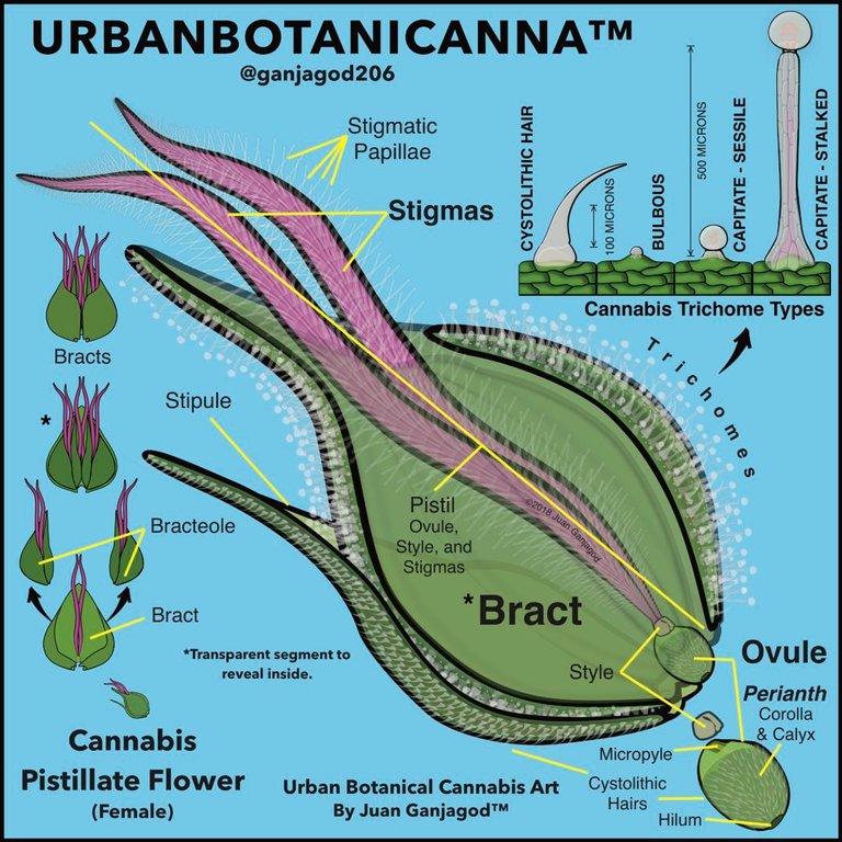 2-Cannabis-Pistillate-Flower-OShaughnessys-RBG-2-1080x1080.jpg