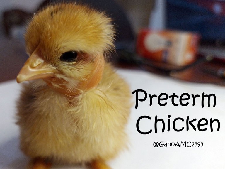 Preterm Chicken / Pollito Prematuro