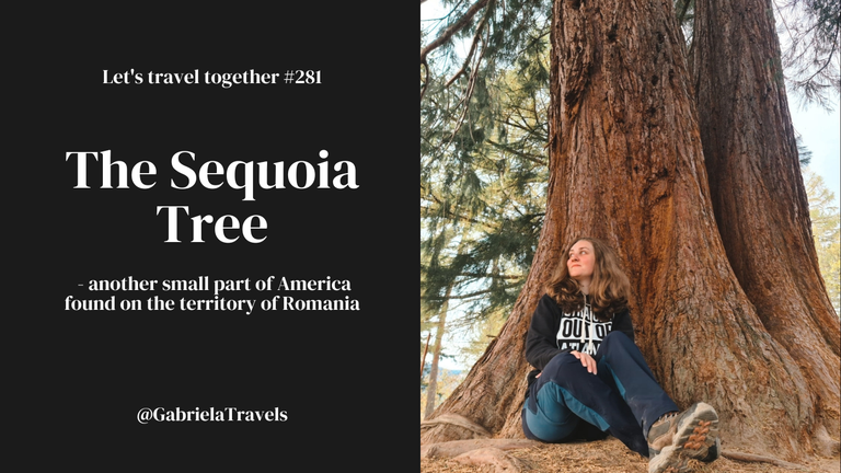 sequoia.png