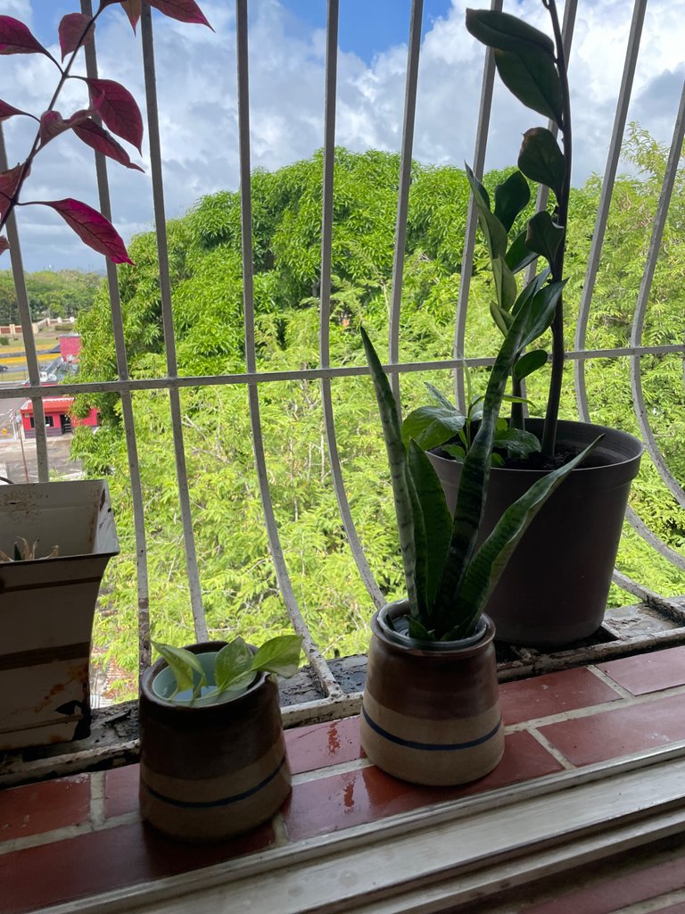 IMG_4566.jpeg