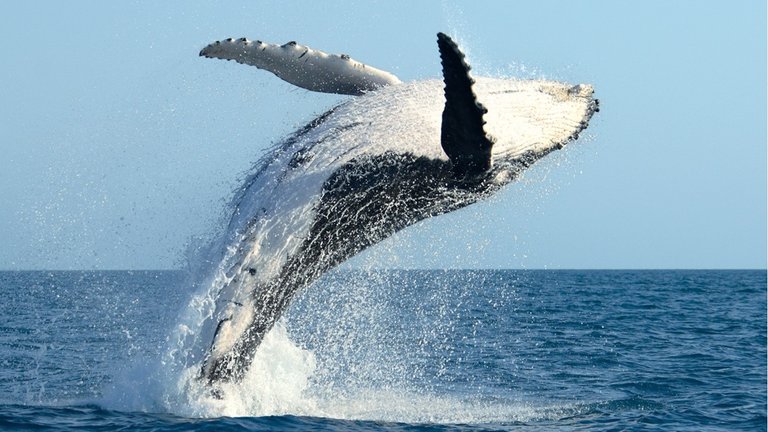 humpback_whale_breach.jpg