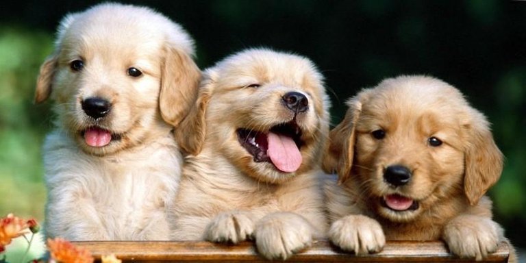 La-sverminazione-e-la-pulizia-del-cucciolo-del-cane-2-800x400-800x400.jpg