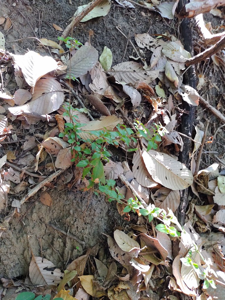 IMG_20220410_085715586.jpg