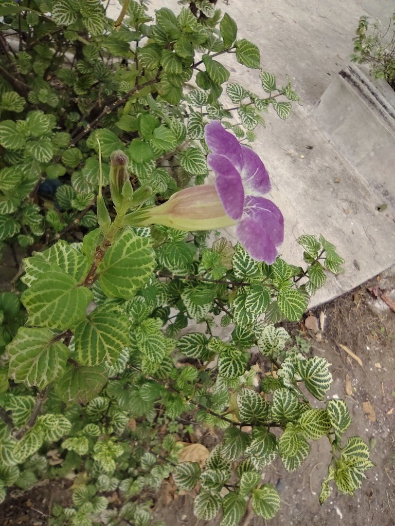IMG_20230427_112055925.jpg