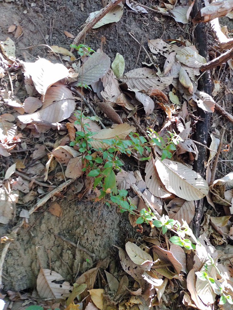 IMG_20220410_085716186.jpg