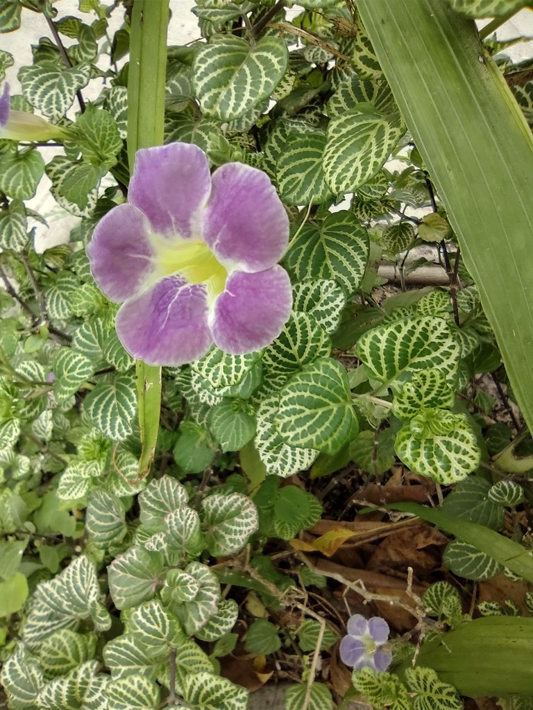 IMG_20230427_112104924_HDR.jpg